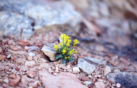 Yellow Flowers