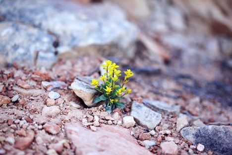 Yellow Flowers