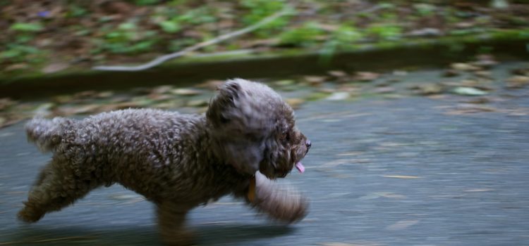 Dog Running