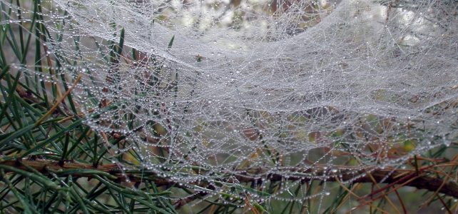 Web with raindrops