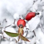 Fruit in snow