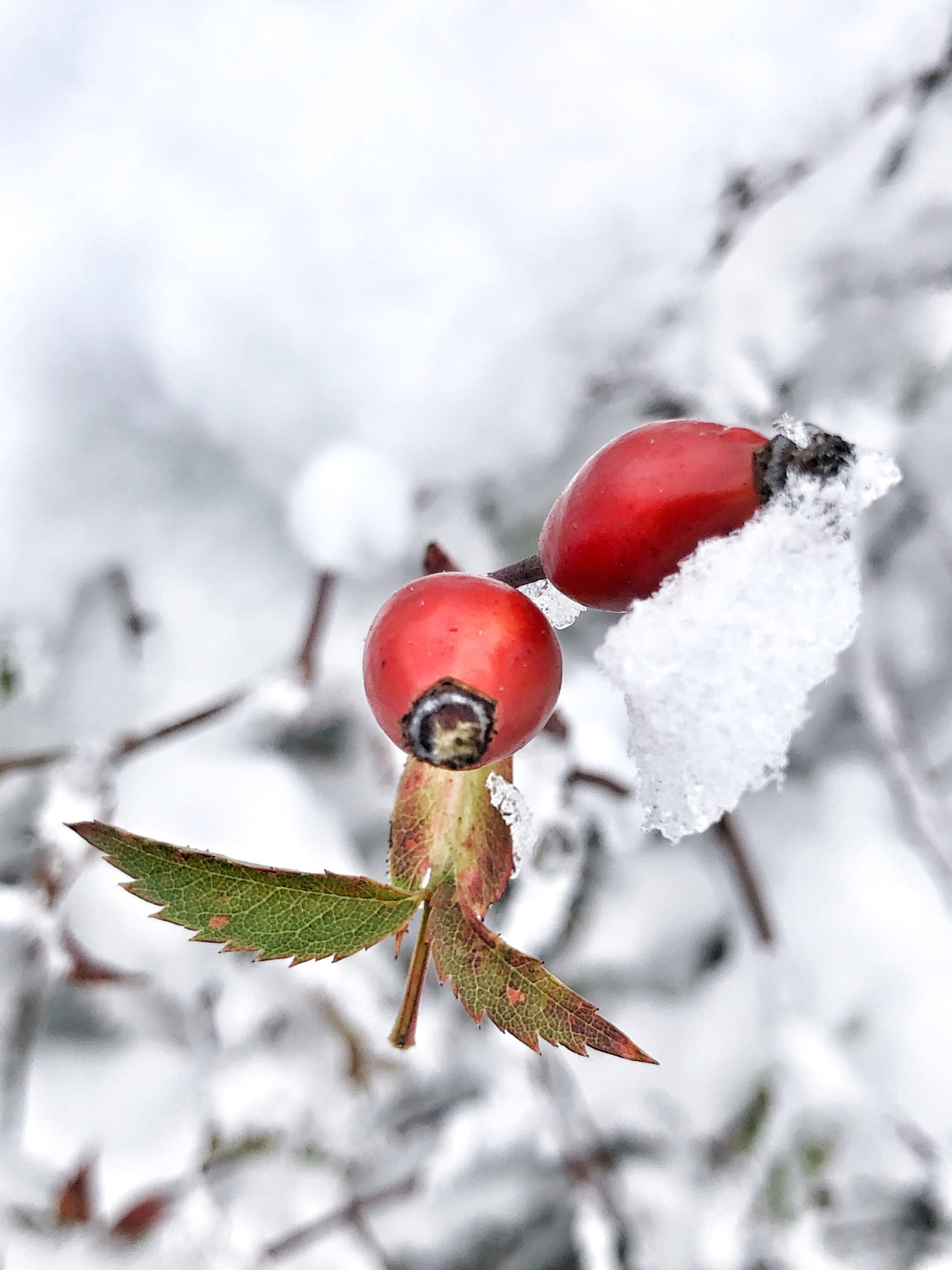 Fruit in snow